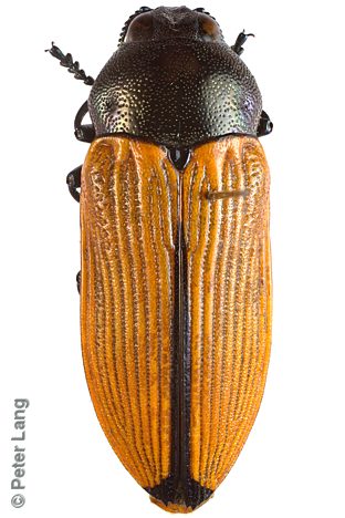 Castiarina cf. parallelipennis, PL2330, female, from Hakea leucoptera ssp. leucoptera, LE, 17.3 × 6.5 mm